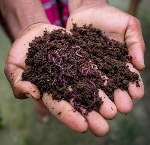 vermicompost